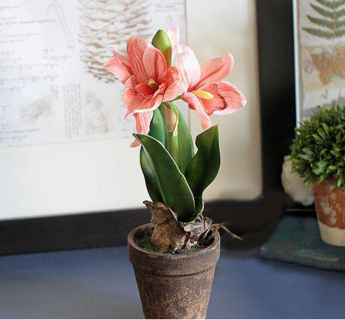 盆栽百合花冬天怎么养,需要晒太阳吗