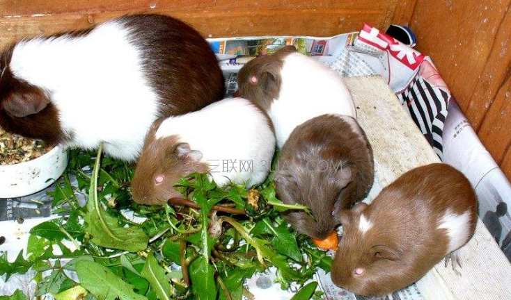 荷兰猪是猪还是鼠,养荷兰猪有什么禁忌