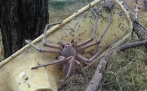巨蜘蛛世界上最大的蜘蛛图片:最诡异的人面蜘蛛