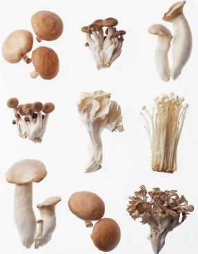 吃蘑菇有什么好处?蘑菇的营养价值