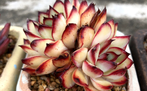 多肉植物夏天多少度需要遮阳 这点千万别错