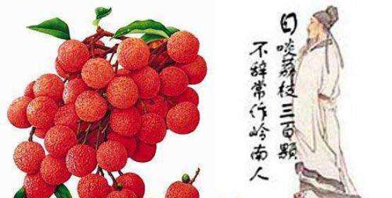 日啖荔枝三百颗 不辞长作岭南人 是什么意思 日啖荔枝三百颗 不辞长作岭南人 是什么意思