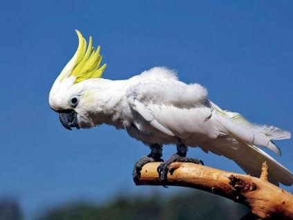 小葵花凤头鹦鹉多少钱